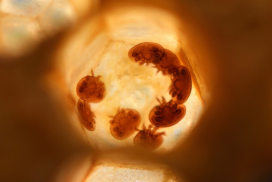 varoa api guard bee mad