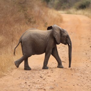 bee mad safari u keniji