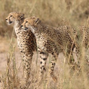 bee mad safari u keniji gepard