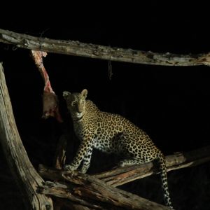 bee mad safari u keniji leopard