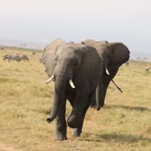 bee mad safari u keniji slonovi